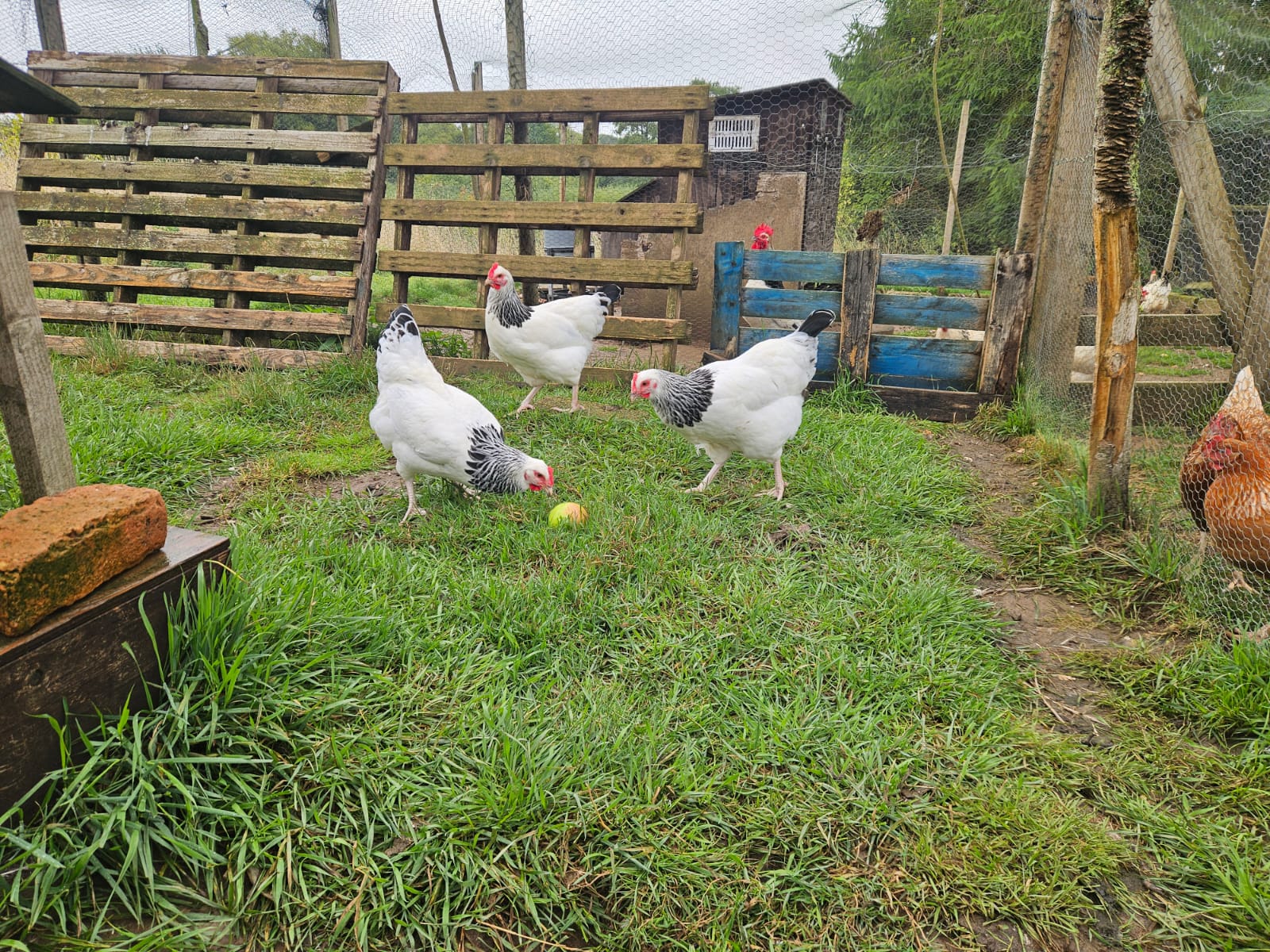 18 Premium traditional Light Sussex large fowl hatching eggs - Image 2