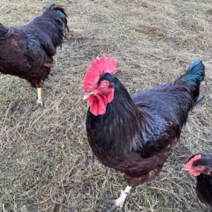 Rhode Island Red