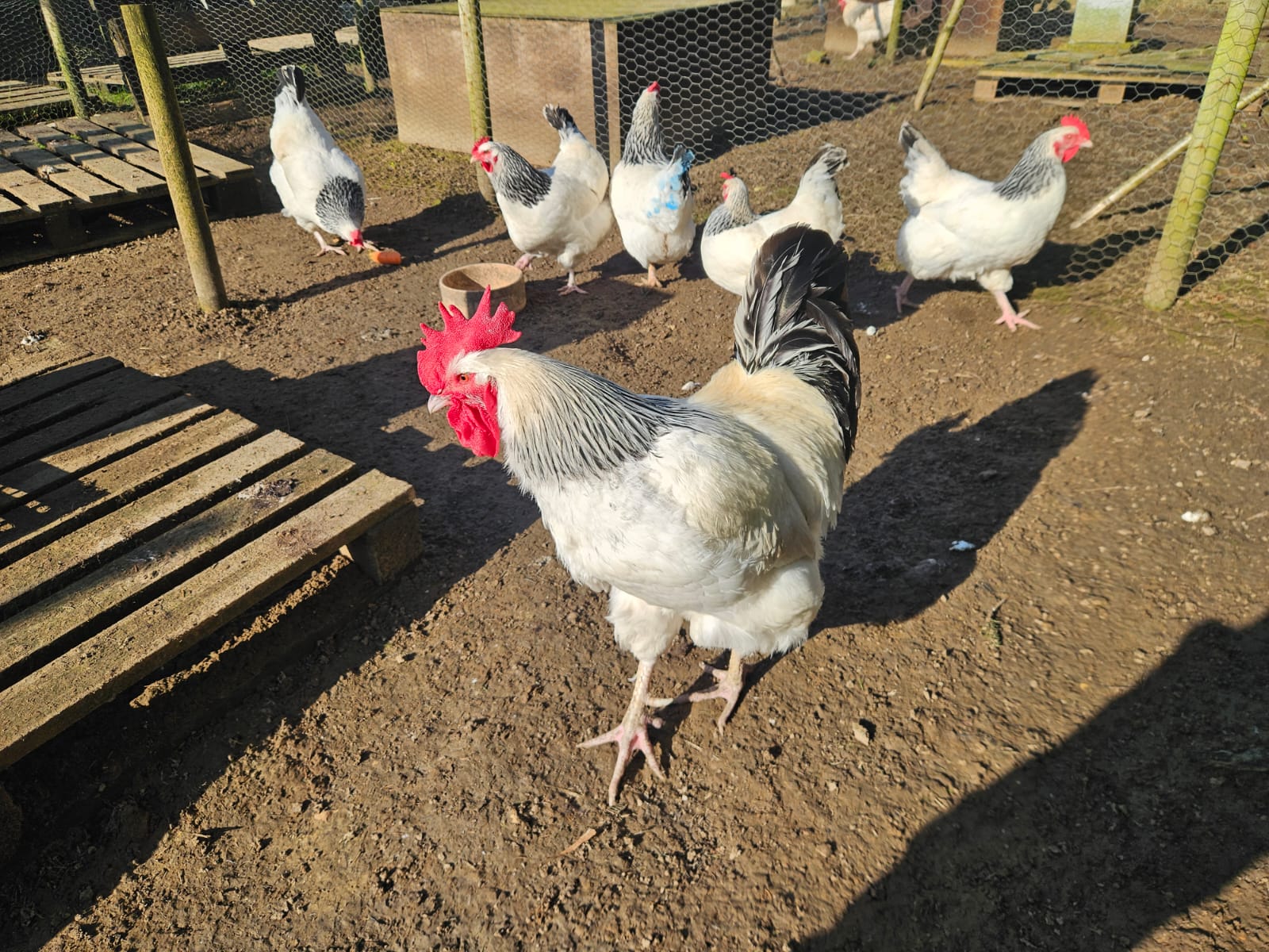 18 Premium traditional Light Sussex large fowl hatching eggs - Image 5