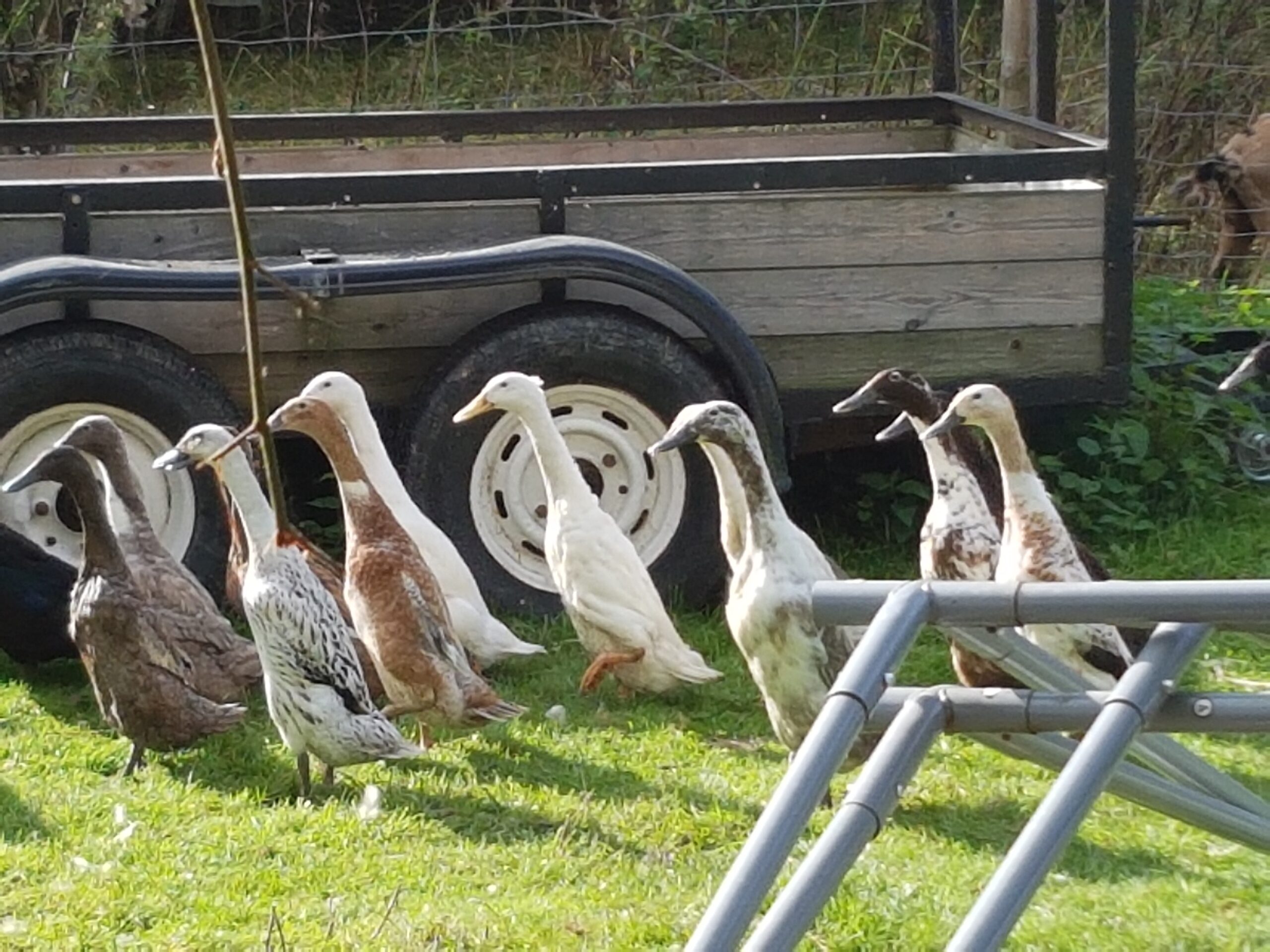 12 Indian Runner Duck Hatching Eggs Including crested - Image 7