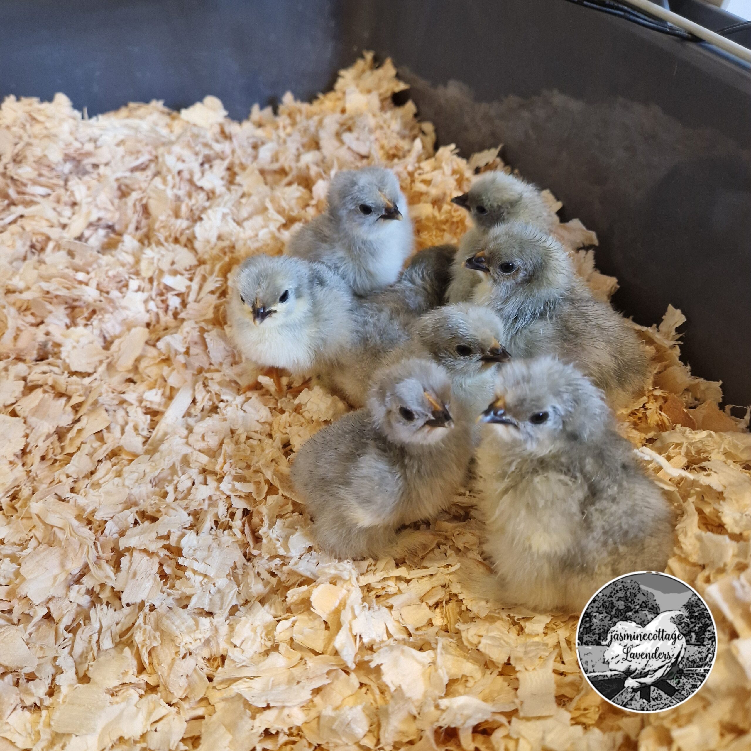 6 Beautiful Lavender Pekin Bantam Hatching Eggs - Image 6