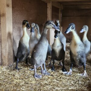 12 Indian Runner Duck Hatching Eggs Including crested