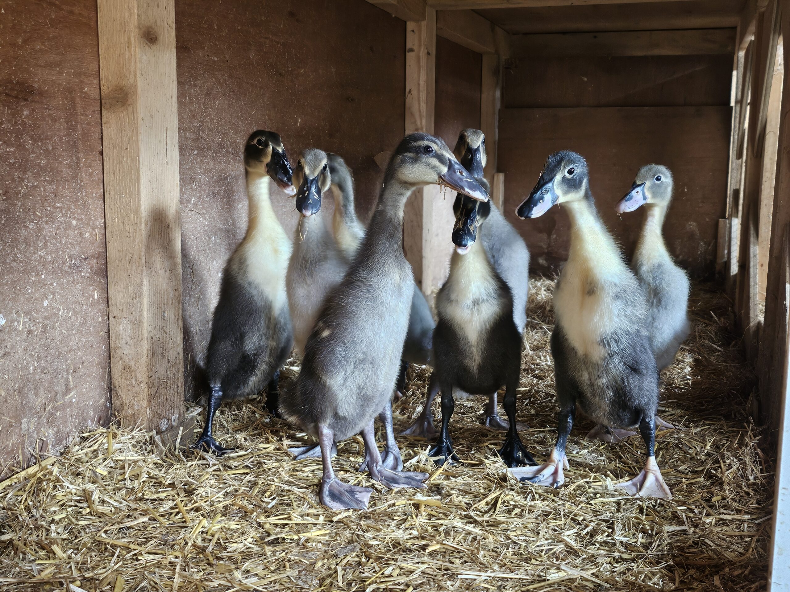 12 Indian Runner Duck Hatching Eggs Including crested