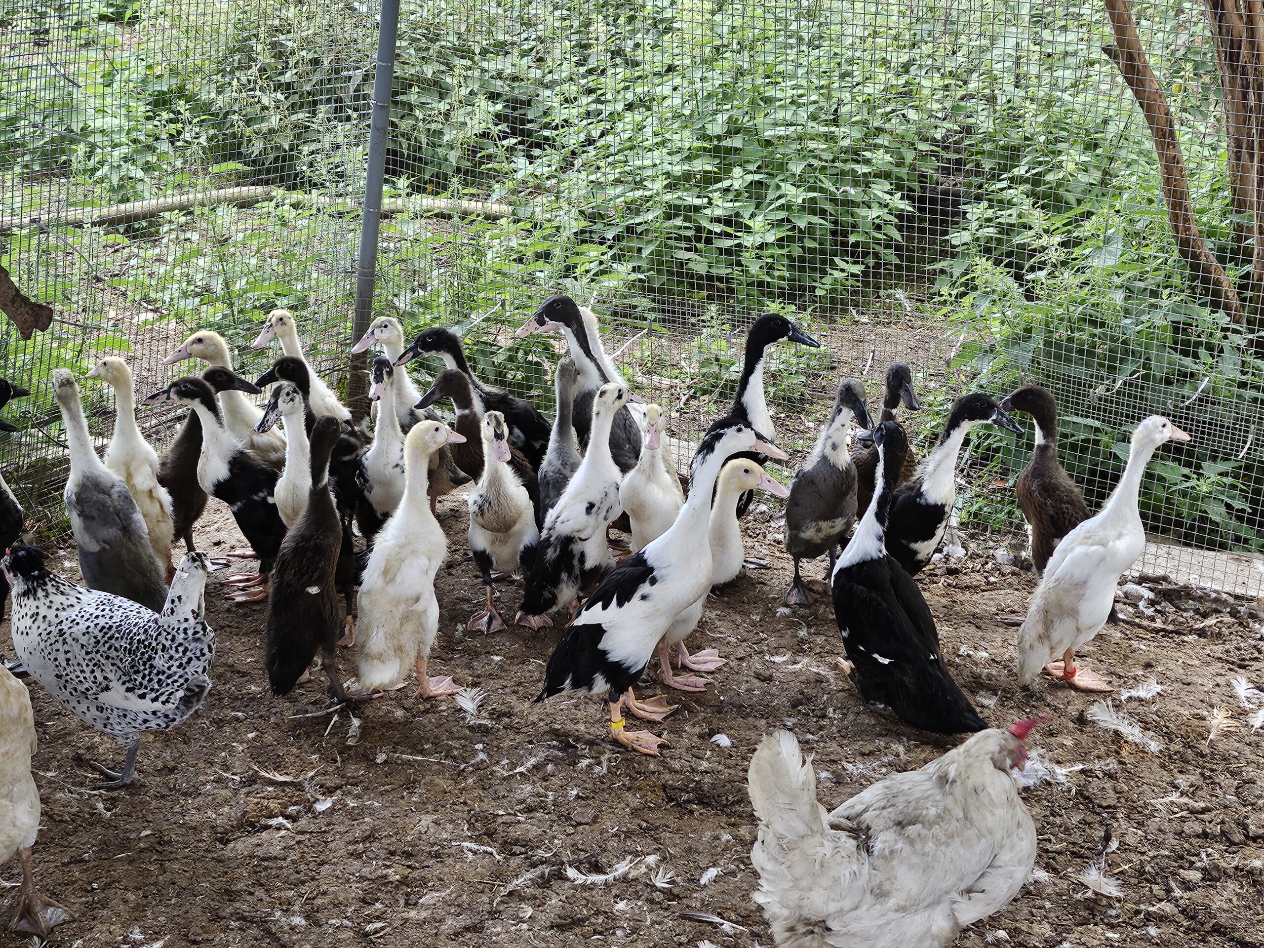 12 Indian Runner Duck Hatching Eggs Including crested - Image 2