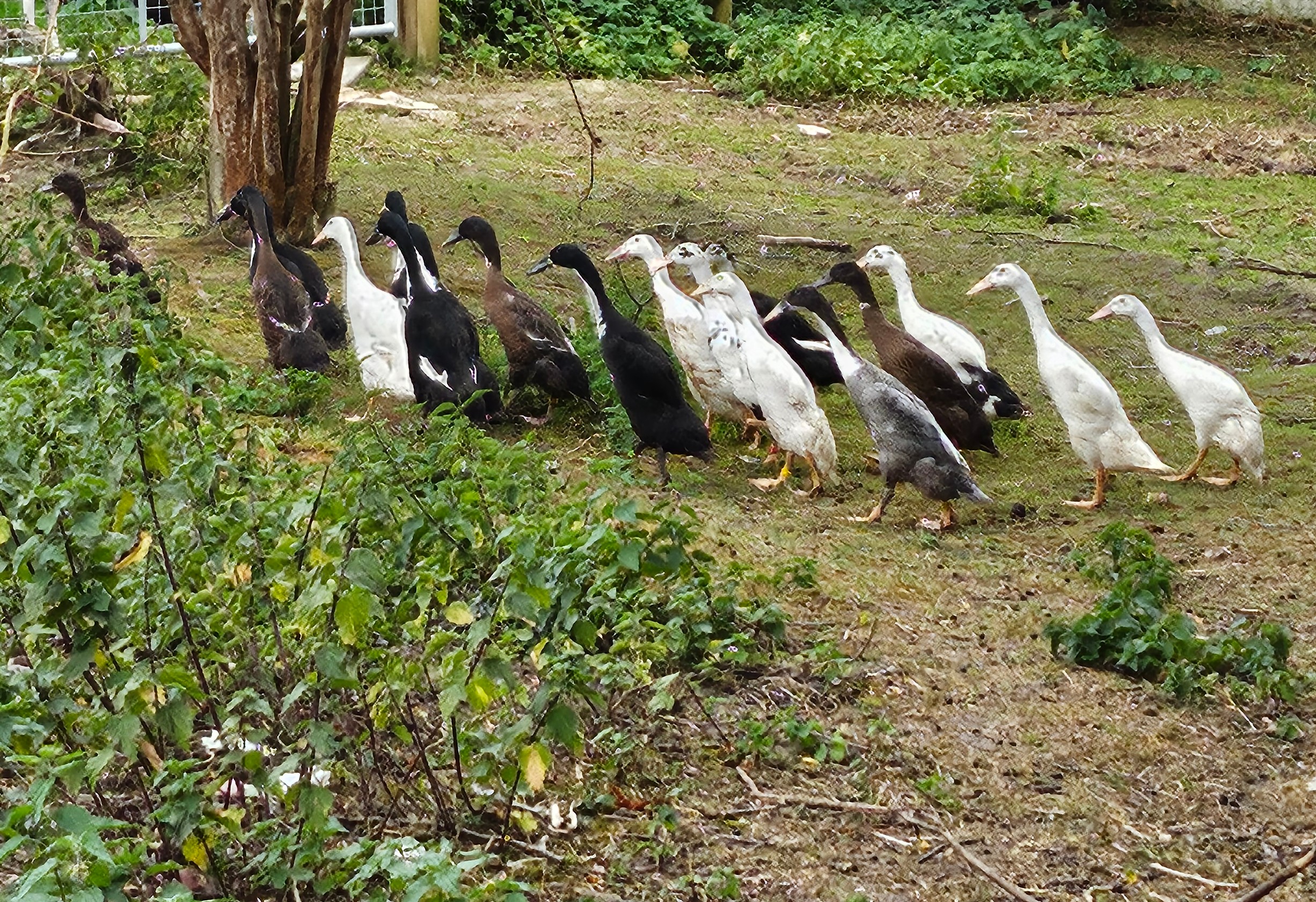 12 Indian Runner Duck Hatching Eggs Including crested - Image 3