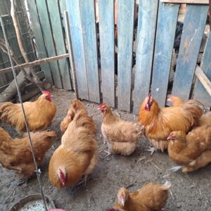 Buff orpingtons............Hatching eggs for sale.............