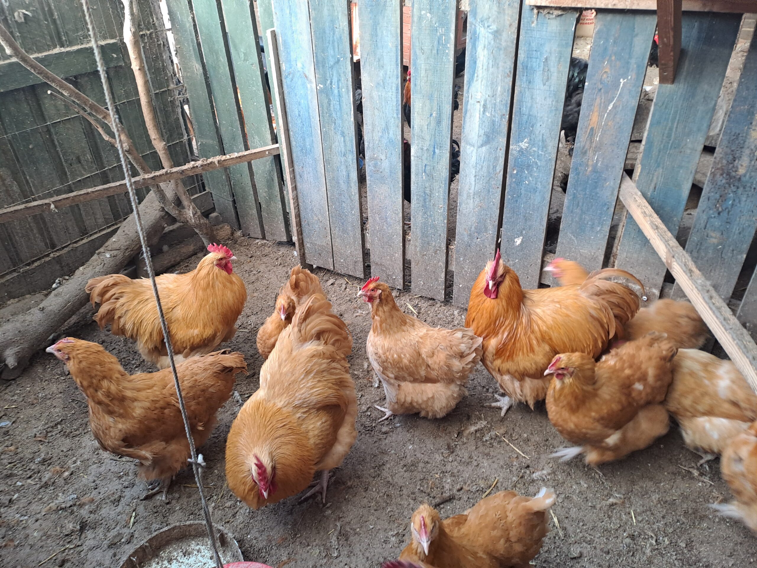 Buff orpingtons............Hatching eggs for sale.............