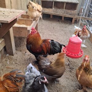 Mixed group of Brahams.....hatching eggs