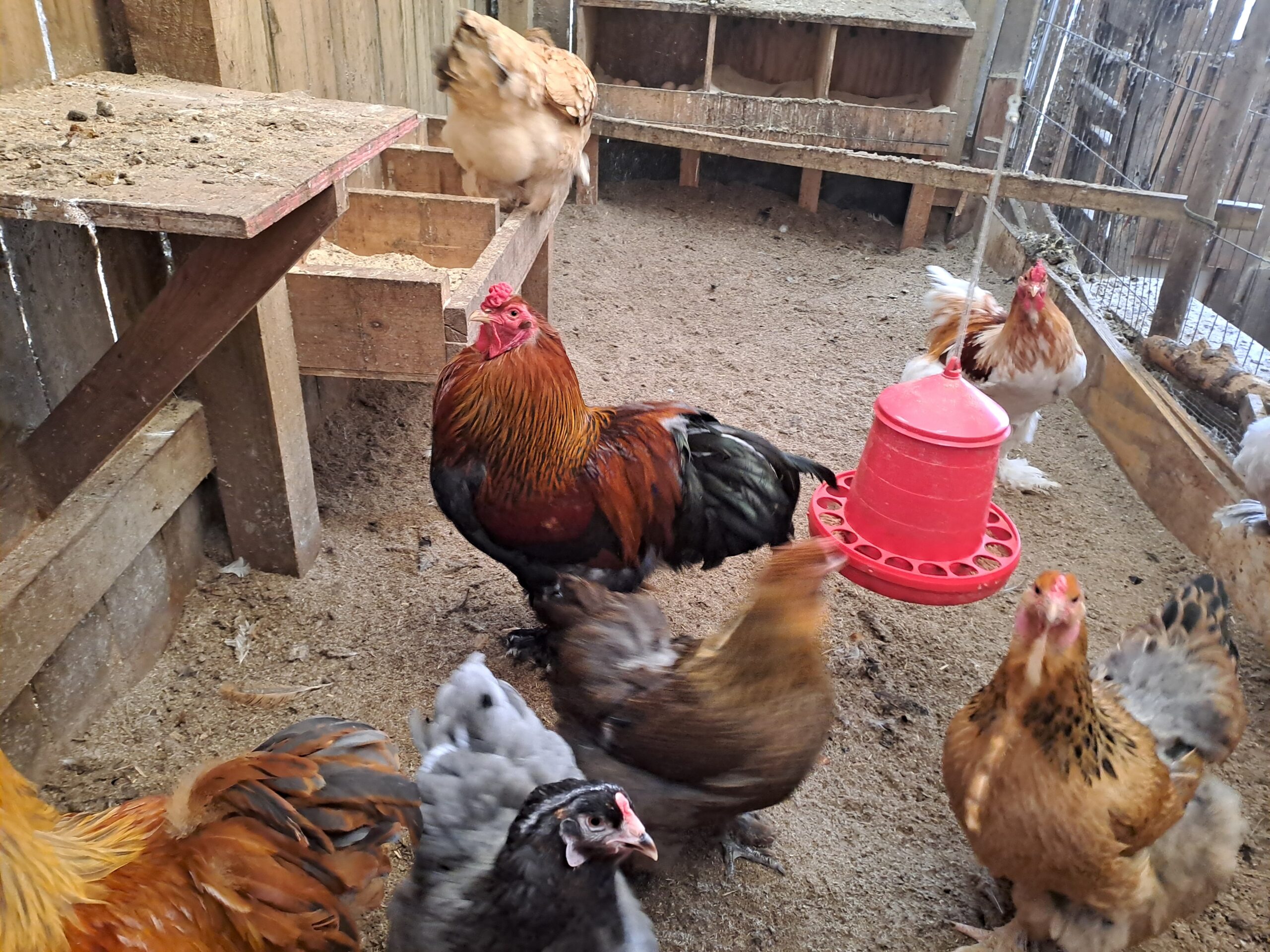 Mixed group of Brahams.....hatching eggs