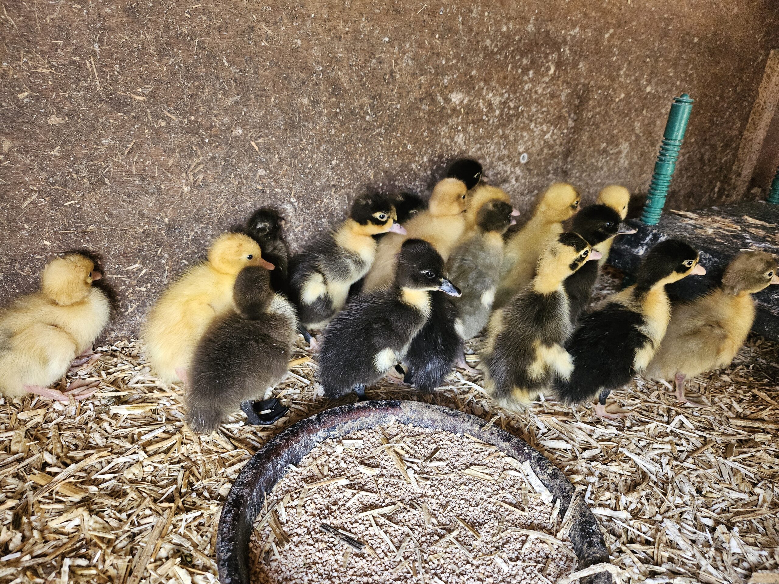 12 Indian Runner Duck Hatching Eggs Including crested - Image 5