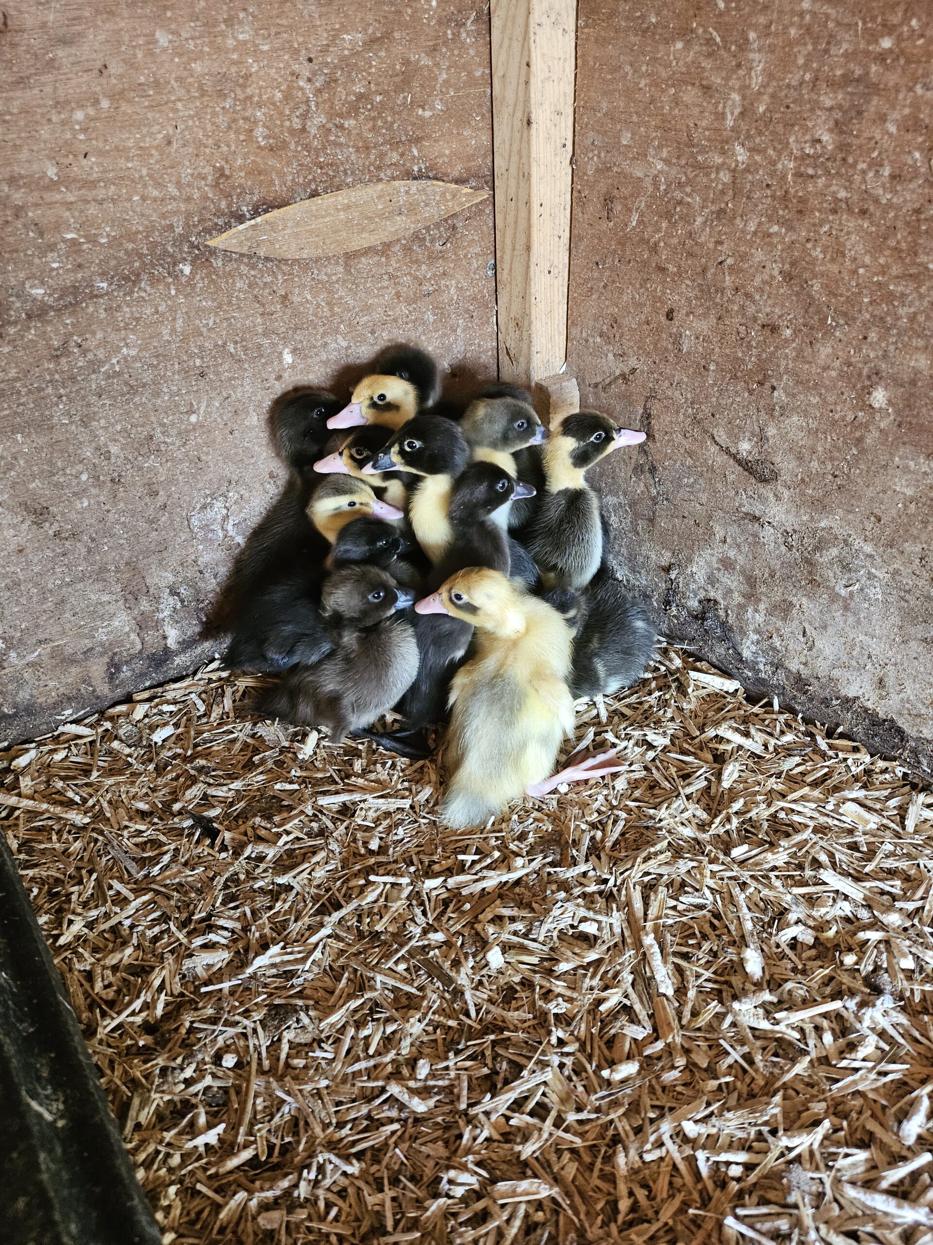 12 Indian Runner Duck Hatching Eggs Including crested - Image 4