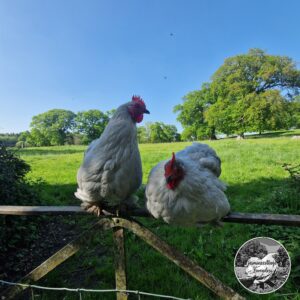 6 Beautiful Lavender Pekin Bantam Hatching Eggs