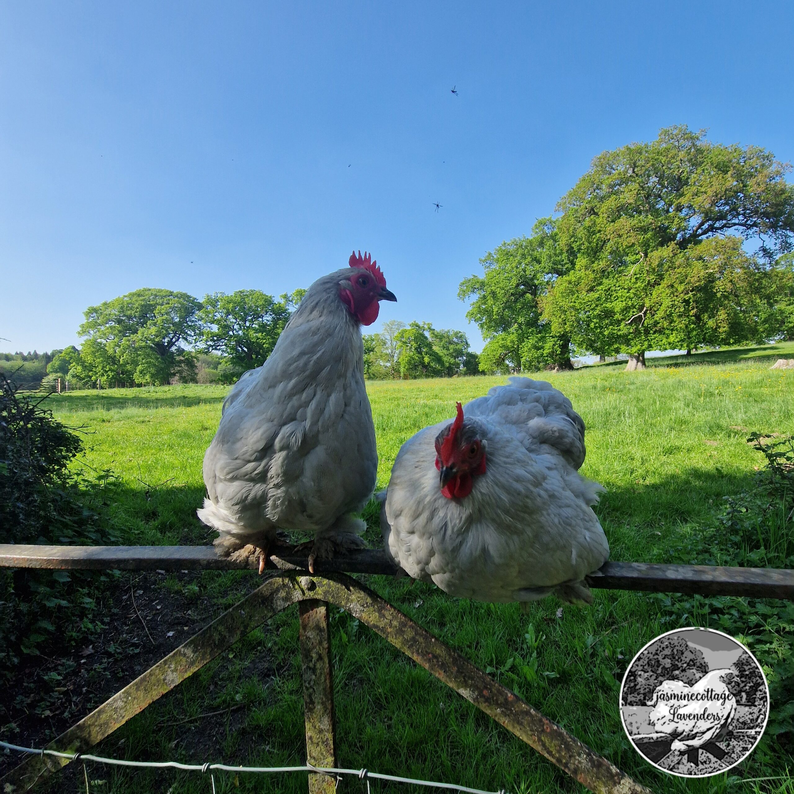6 Beautiful Lavender Pekin Bantam Hatching Eggs