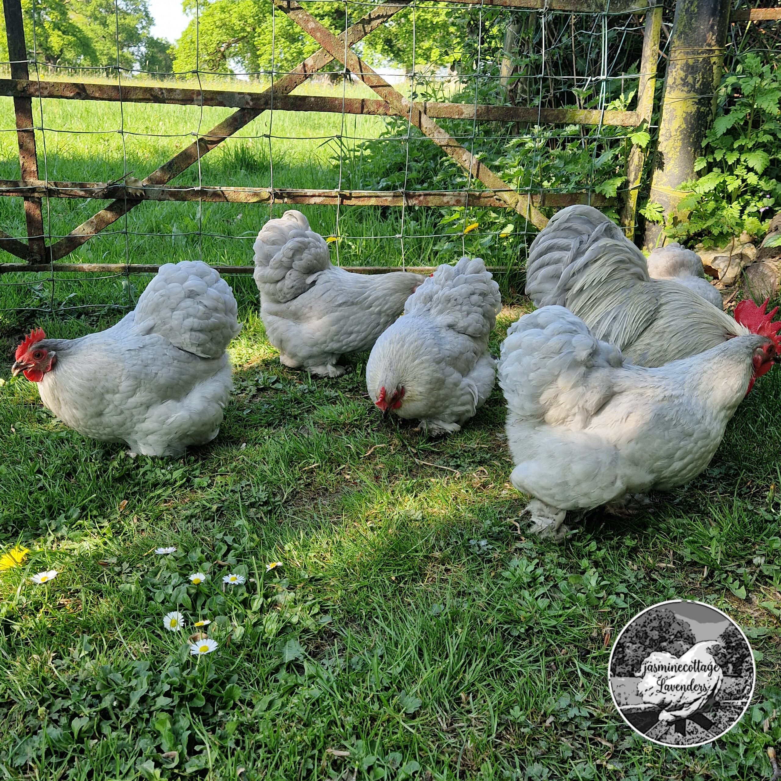 6 Beautiful Lavender Pekin Bantam Hatching Eggs - Image 2