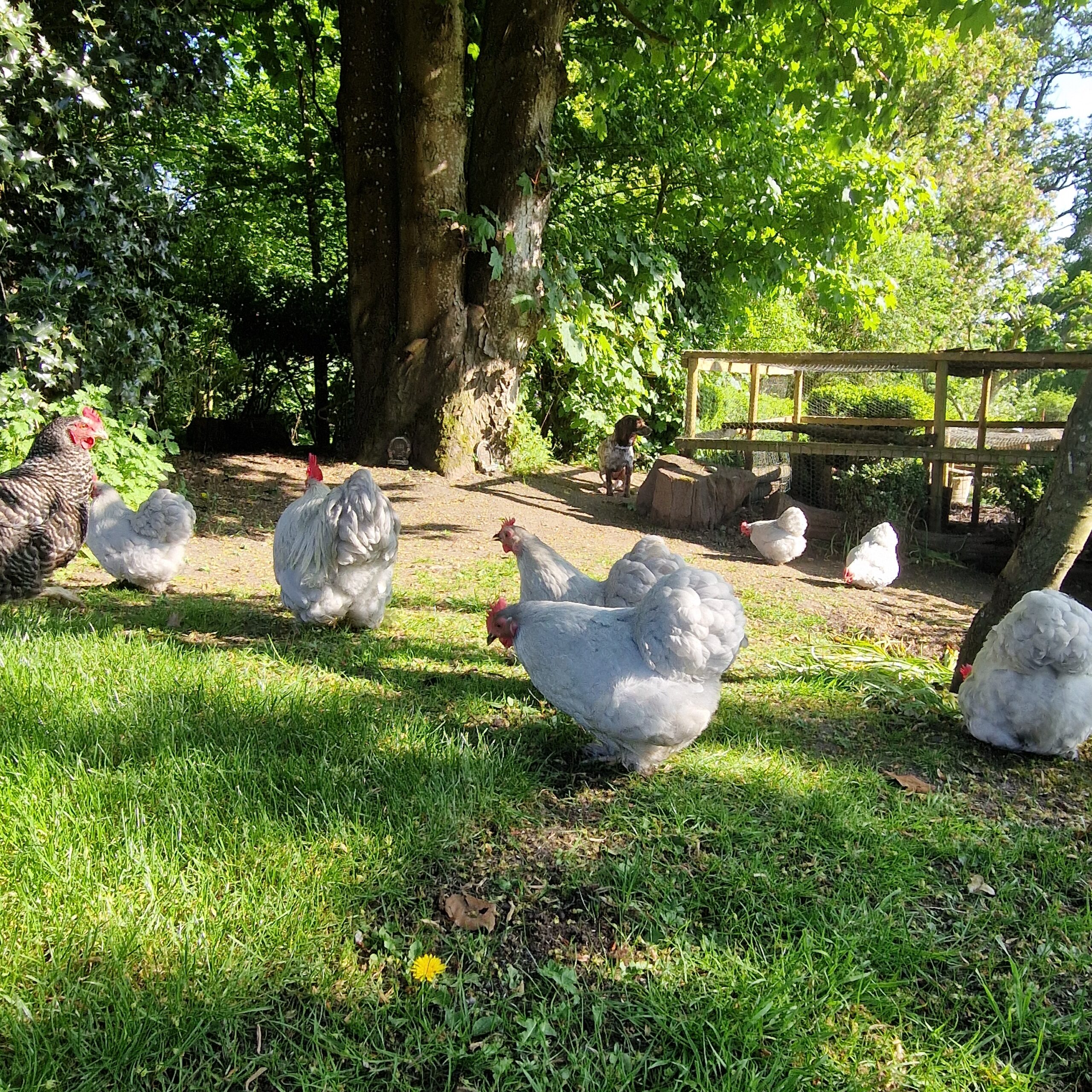 6 Beautiful Lavender Pekin Bantam Hatching Eggs - Image 5