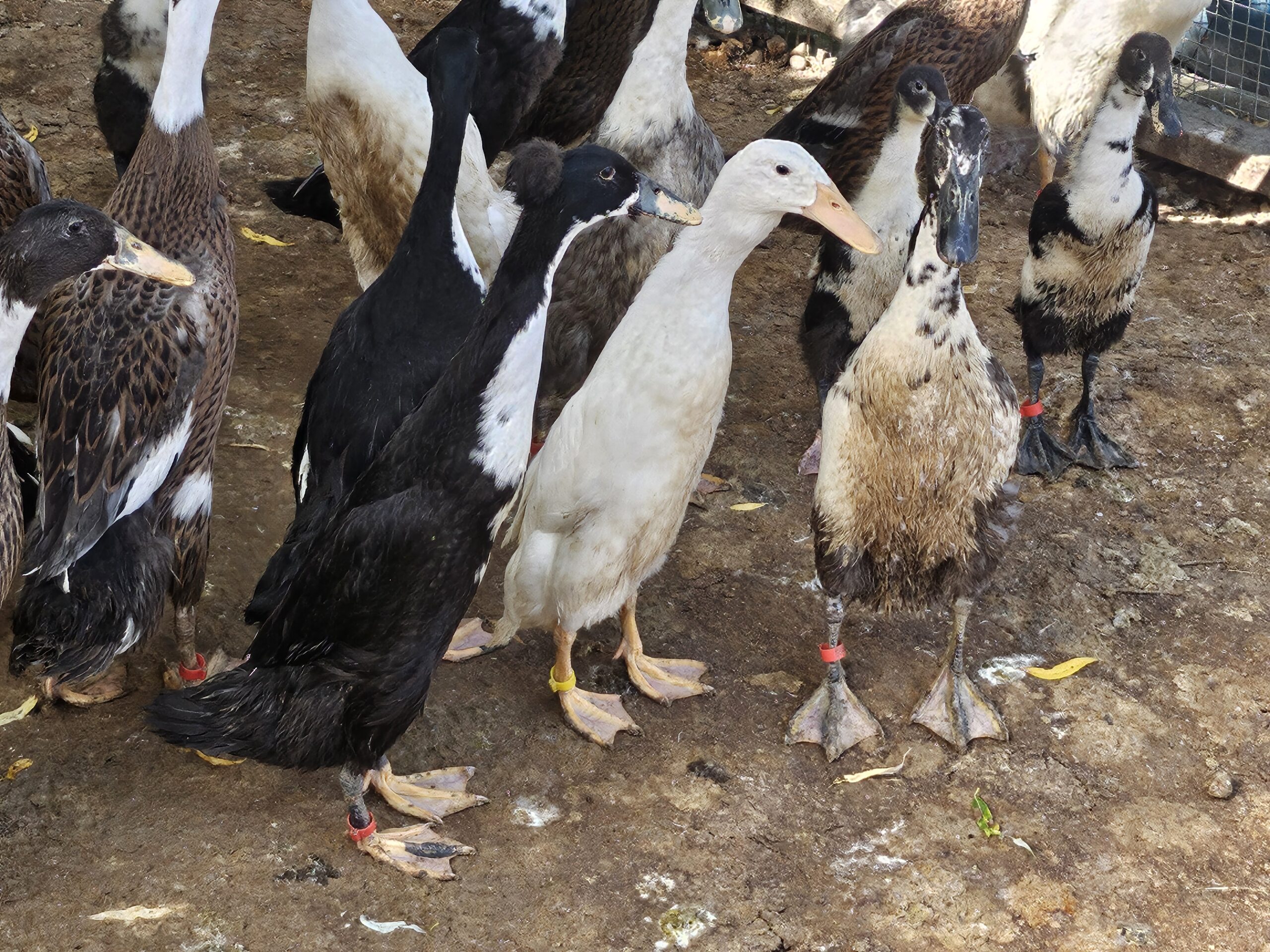 12 Indian Runner Duck Hatching Eggs Including crested - Image 6