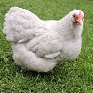 Pekin Bantam hatching eggs