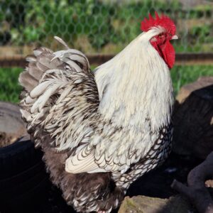 Silver Laced Orpington hatching eggs
