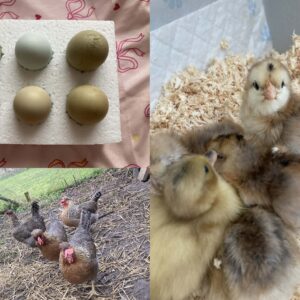 6x Easter Egger hatching eggs