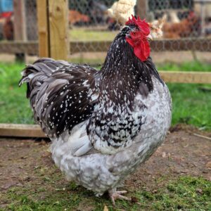 Blue & Black Mottled Orpington hatching eggs