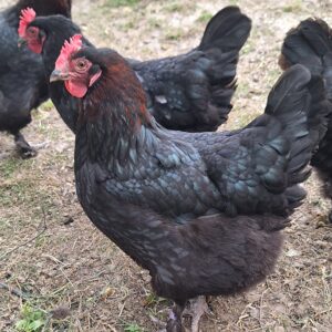 French Copper Maran: 6 eggs