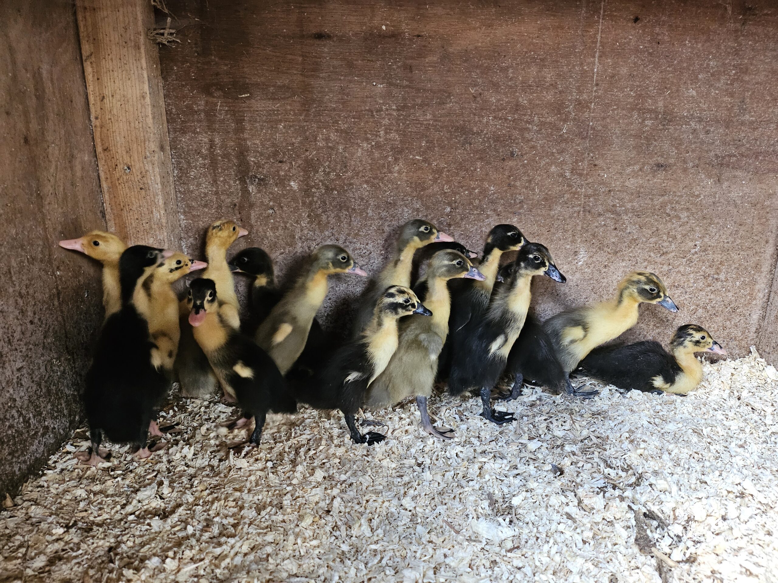 12 Indian Runner Duck Hatching Eggs Including crested - Image 8