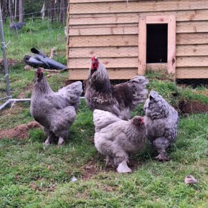 Brahma Lavender:    6 eggs
