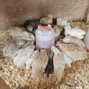 12 Coturnix quail mixed hatching eggs including Celadon