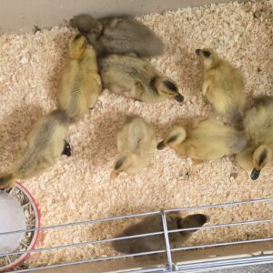 6x Runner Duck Hatching Eggs