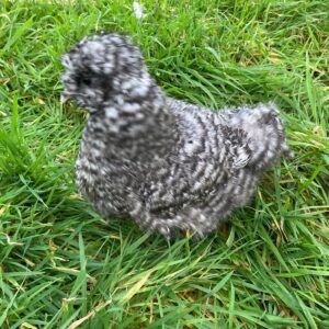 Silkie cuckoos