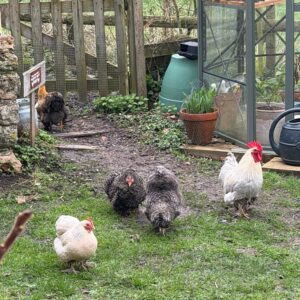 Mix of bantams (pekin, polish and silkie)