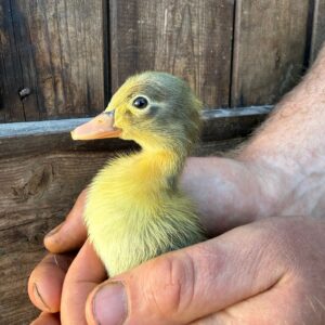 6× Runner Duck Hatching Eggs
