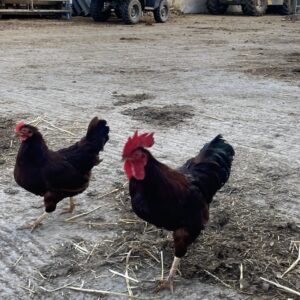 Rhode Island Red breeding pair
