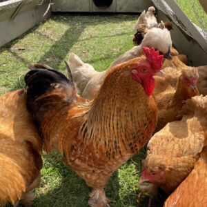 Buff Pekin x silkie hatching eggs
