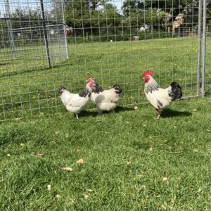 6 Light Sussex bantam hatching eggs