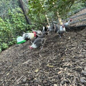 X6 RARE BREED silver campine hatching eggs
