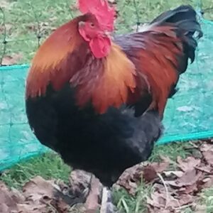 French Wheaten Maran hatching eggs x 6 large fowl