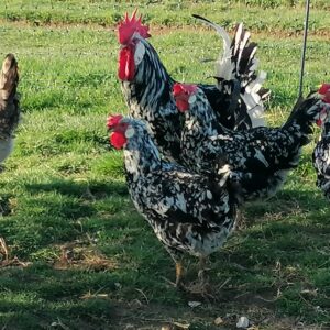 Exchequer Leghorn hatching eggs x 6 large fowl