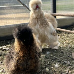 Mixed Colours Silkie USA  Hatching eggs  6x🥚🐣🥚🐣
