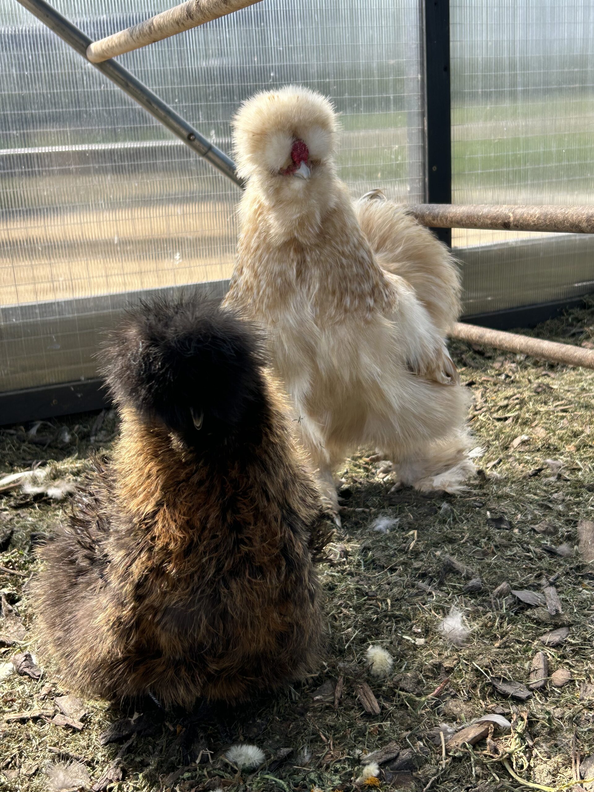 Mixed Colours Silkie USA Hatching eggs 6xš„š£š„š£