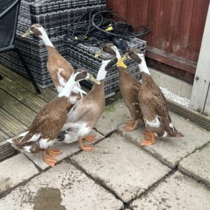 Runner duck hatching eggs x6