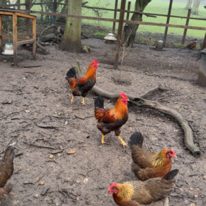 X6 RARE BREED Welsummer hatching eggs (Copy)