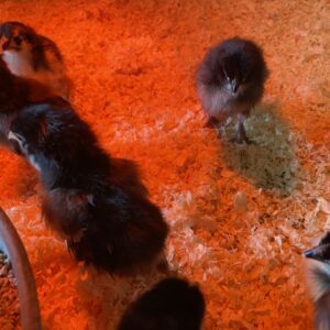 6 x French Copper black Marans LF fertile eggs