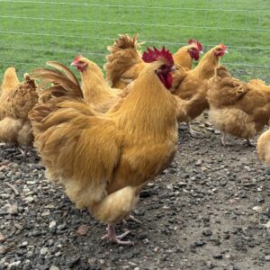 Buff Orpington Large Fowl eggs (6)