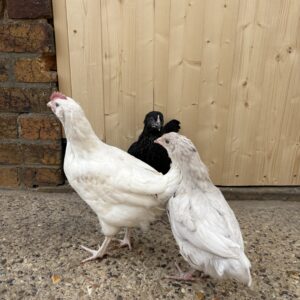 Trio of mixed breed LF