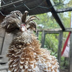 12 frizzle Polish hatching eggs