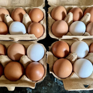 6 Fertile Chicken Eggs Mixed selection