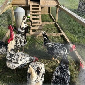 Exchequer leghorn hatching eggs