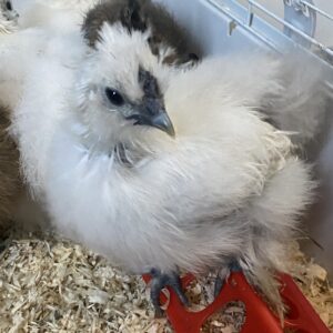 Silkie’s - 7 weeks old - white (splash) and partridge