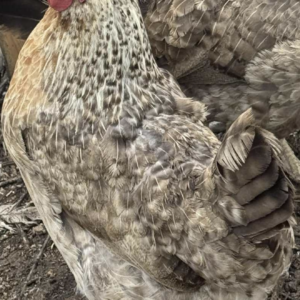 6 cream legbar hatching eggs